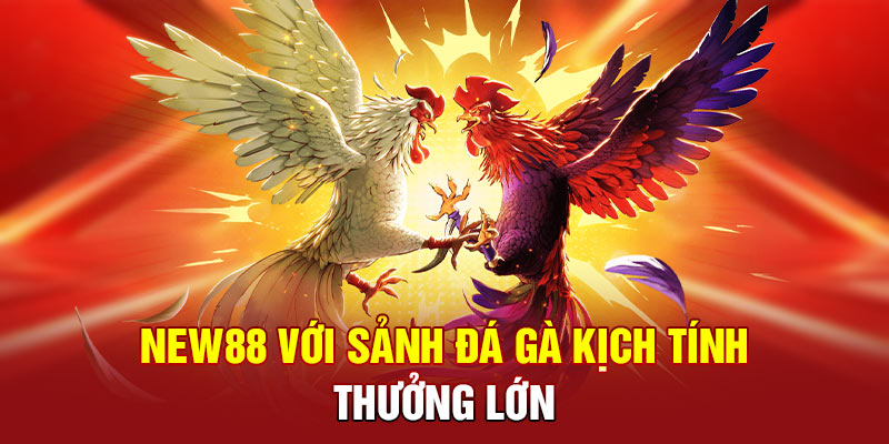 NEW88 với sảnh đá gà kịch tính, thưởng lớn